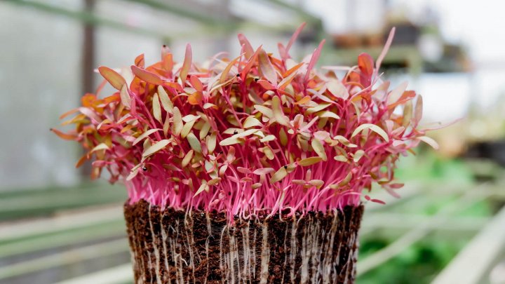 Geleceğin Gıdalarını Üretmek Ne Kadar Zor?