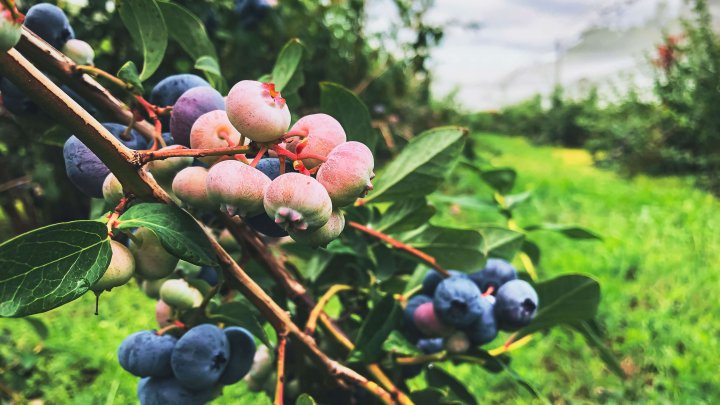 Dünyayı Yeni Gıdalar Kurtaracak mı?
