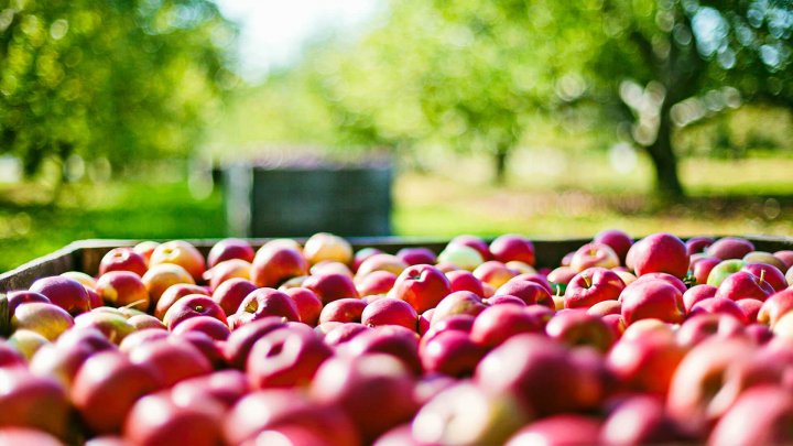 Future of Food: Gıda Sistemlerini Dönüştürecek 7 Adım